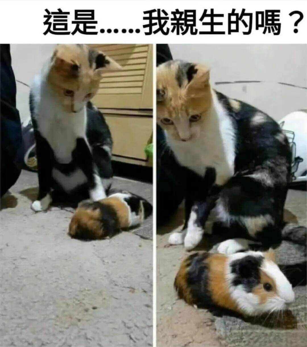是…我親生的瞩?