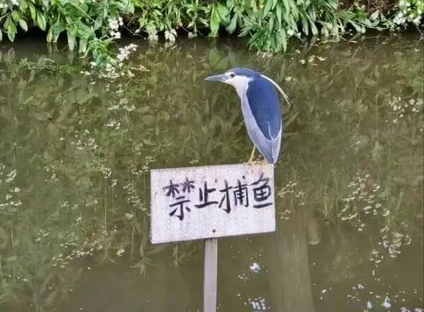 禁上才捕鱼