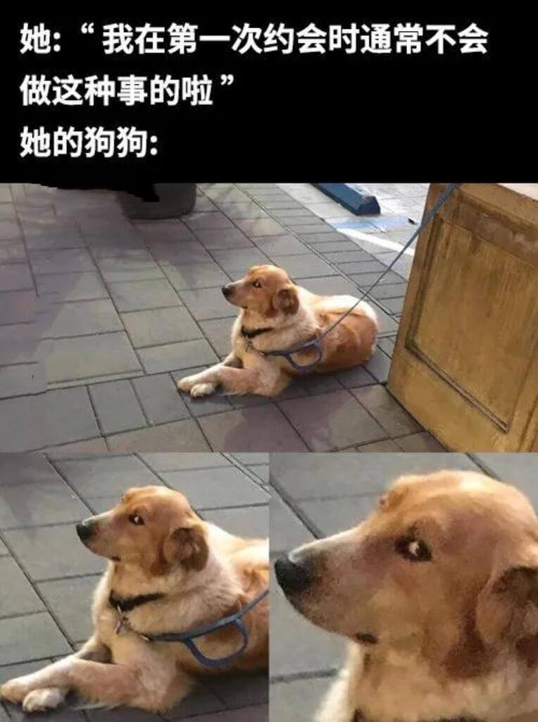 她:“我在第一次约会时通常不会做这种事的啦”她的狗狗: