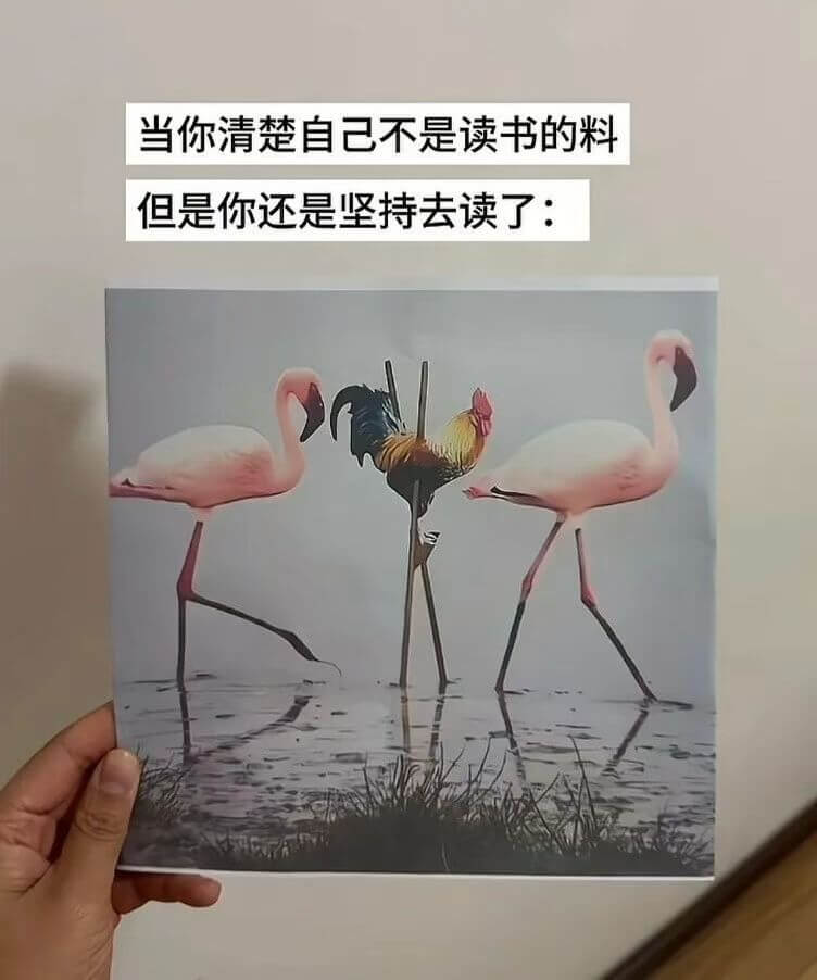 当你清楚自己不是读书的料，但是你还是坚持去读了：