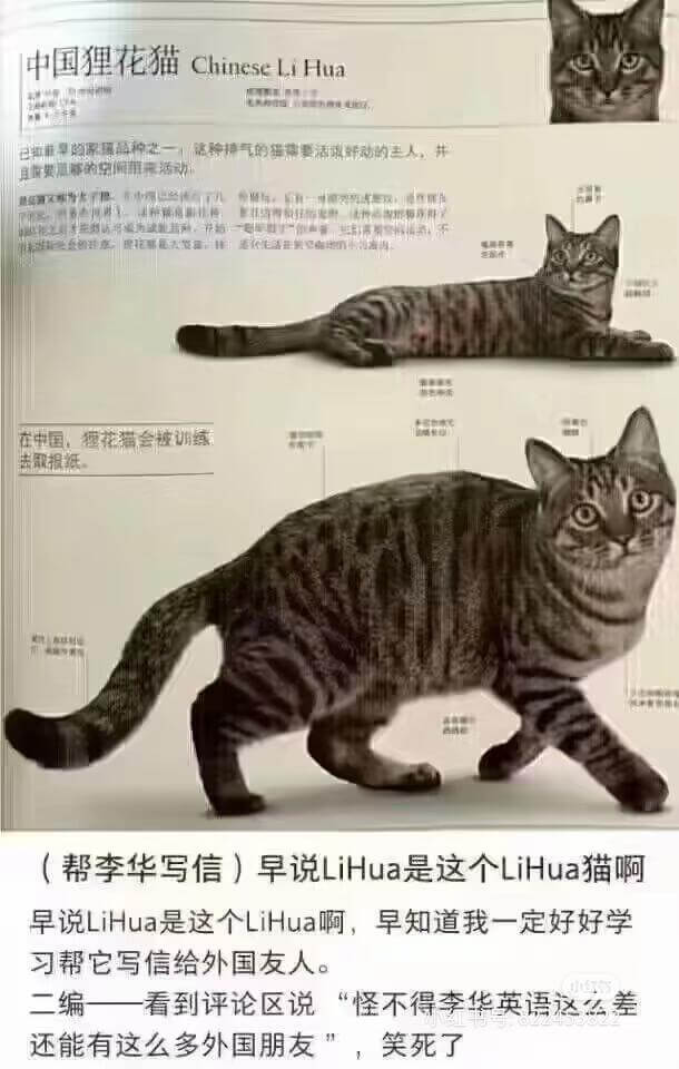 中国狸花猫ChineseLiHua在中国、狸花猫会被训练（帮