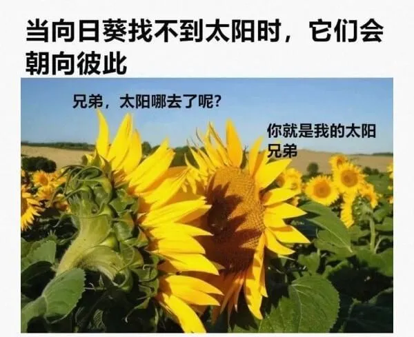 当向日葵找不到太阳时，它们会朝向彼此兄弟，太阳哪去了呢?你就