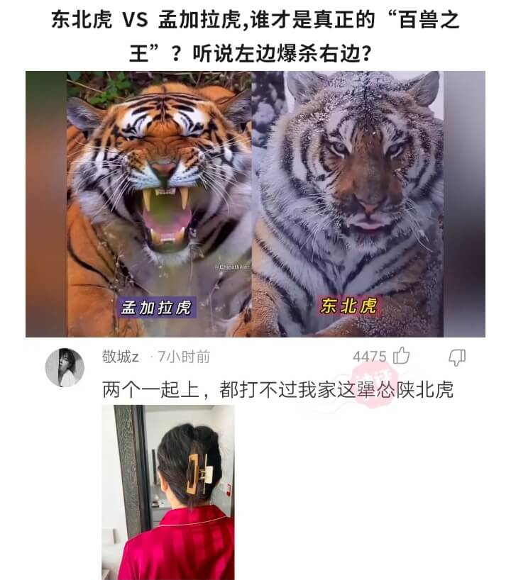 东北虎VS孟加拉虎,谁才是真正的“百兽之王”?听说左边爆杀右
