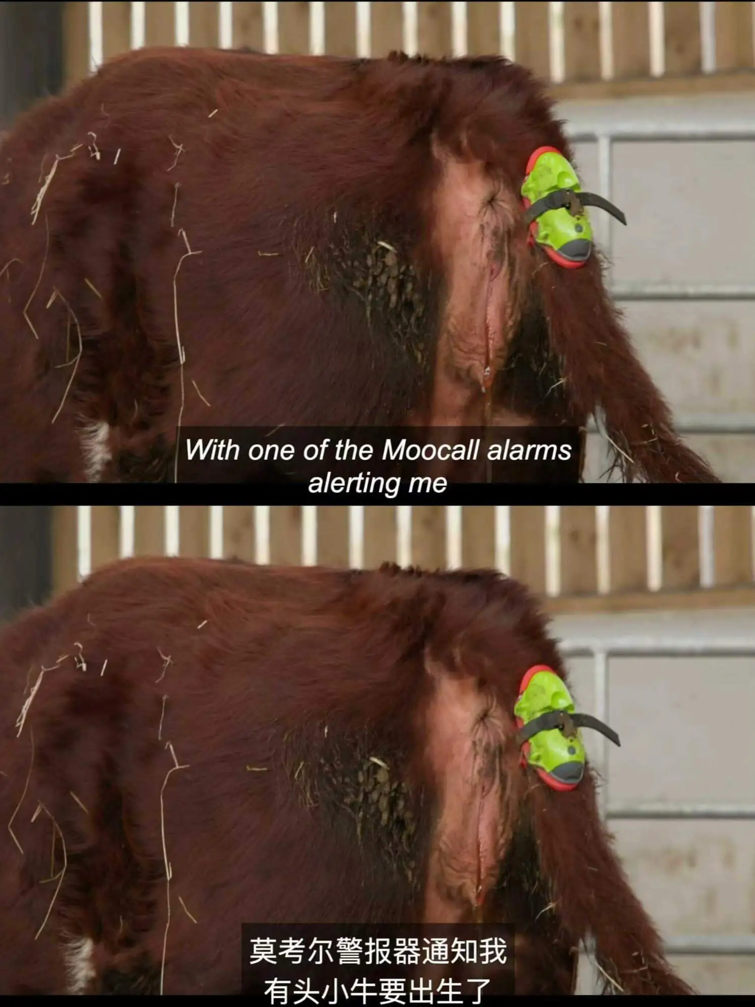 WithoneoftheMoocallalarmsalert