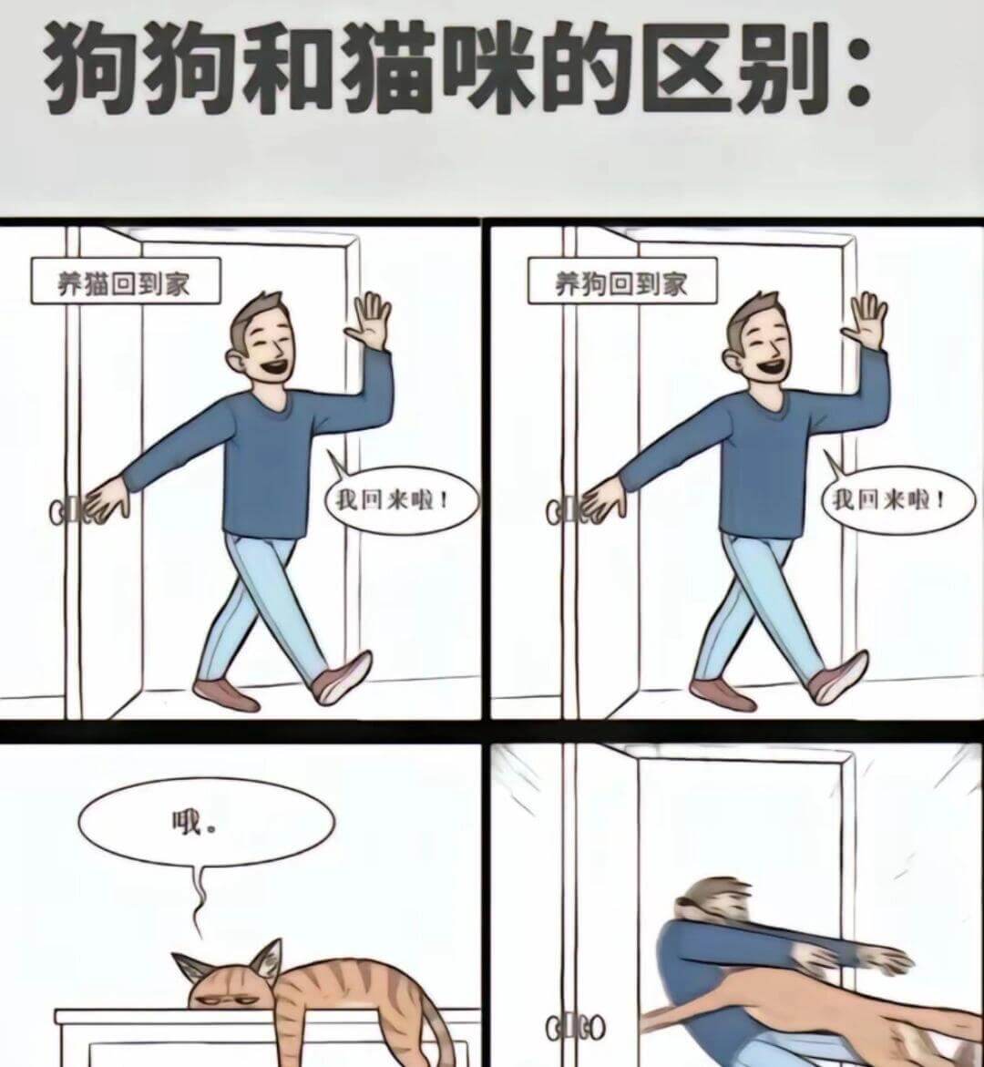 狗狗和猫咪的区别：养狗回到家我回来啦！哦。养猫回到家我回来啦