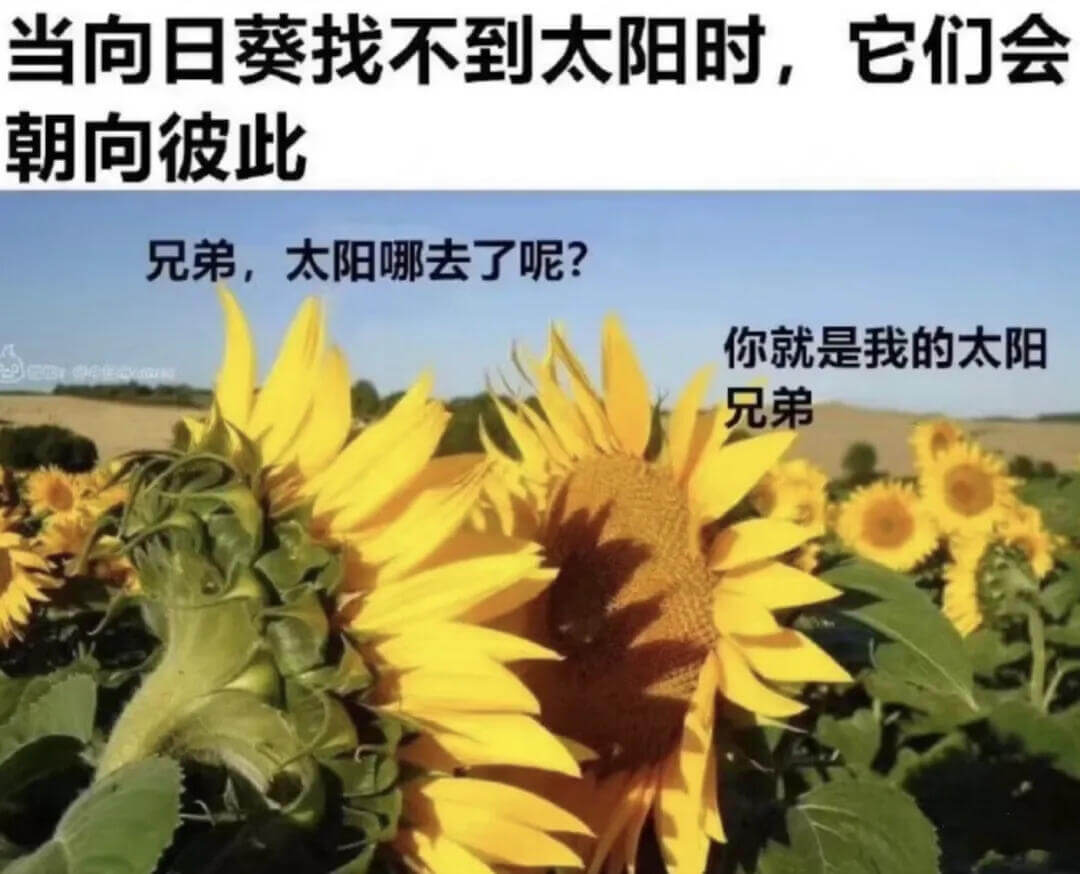 当向日葵找不到太阳时，它们会朝向彼此。兄弟，太阳哪去了呢？你