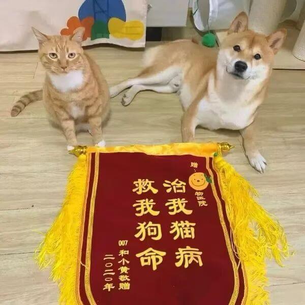 救我狗命，治我猫病，宠物医院。前和不贵，款赠。二〇二〇年