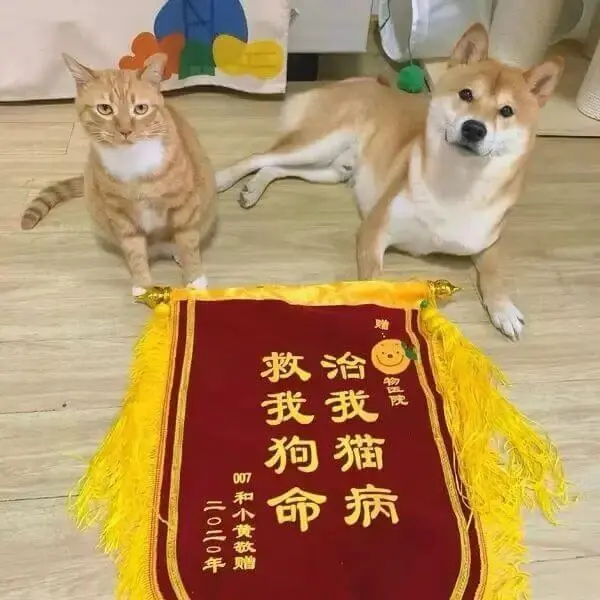 救我狗命，治我猫病，宠物医院。前和不贵，款赠。二〇二〇年