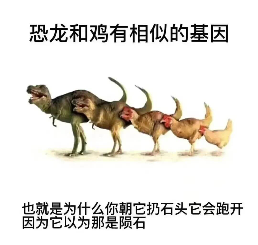 恐龙和鸡有相似的基因。也就是为什么你朝它扔石头它会跑开，因为