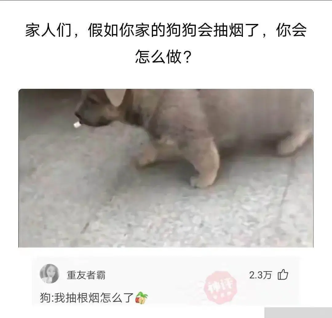 家人们，假如你家的狗狗会抽烟了，你会怎么做？重友者霸2.3万