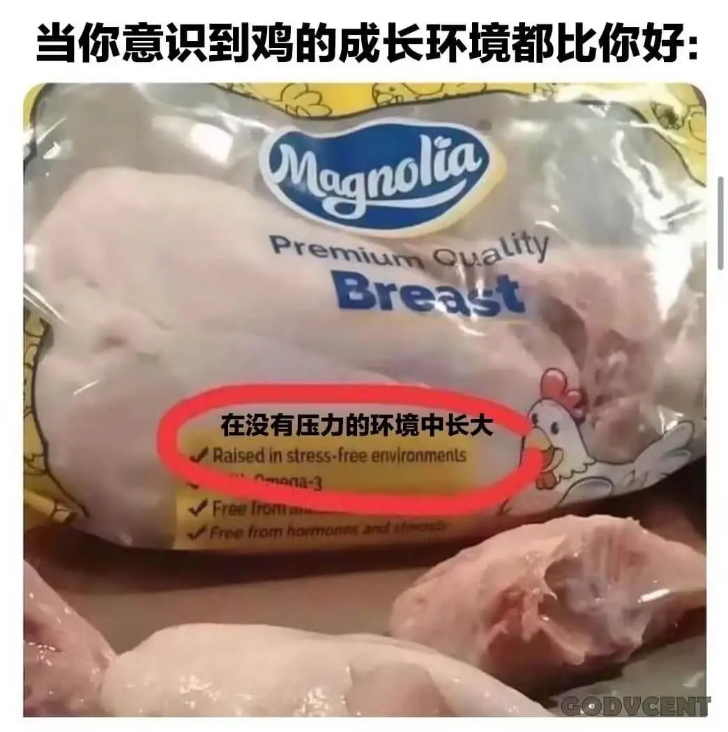 当你意识到鸡的成长环境都比你好:MagnoliaPremiu