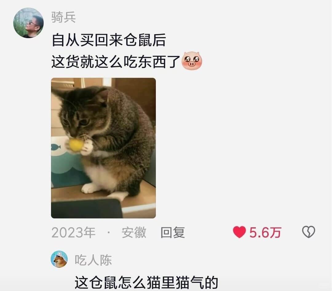 骑兵自从买回来仓鼠后这货就这么吃东西了2023年安徽回复5.