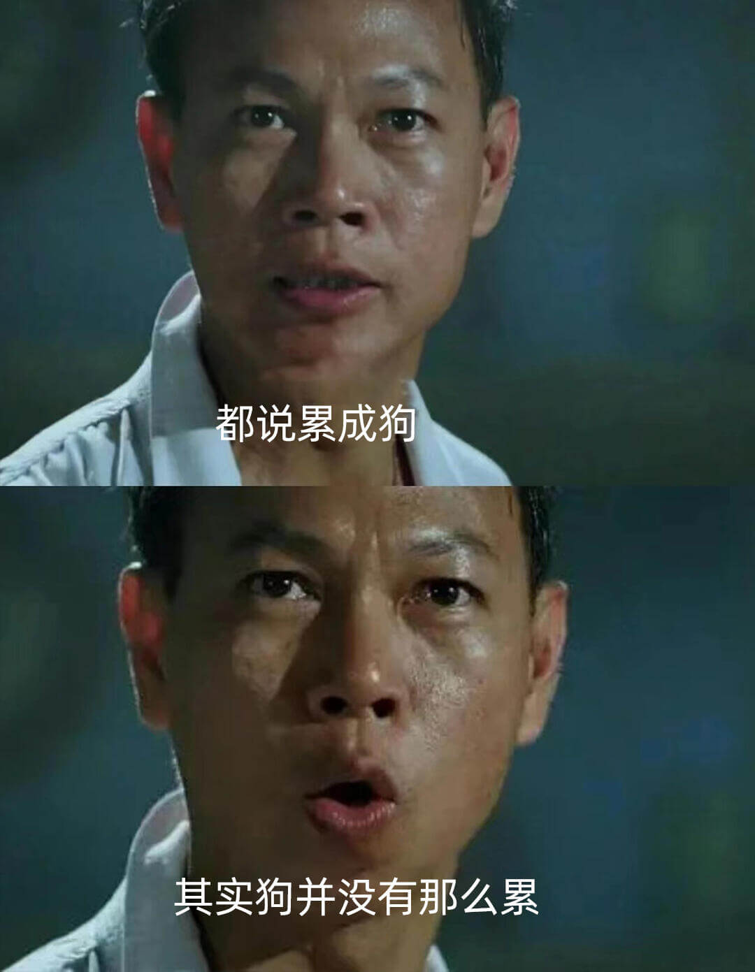 都说累成狗其实狗并没有那么累