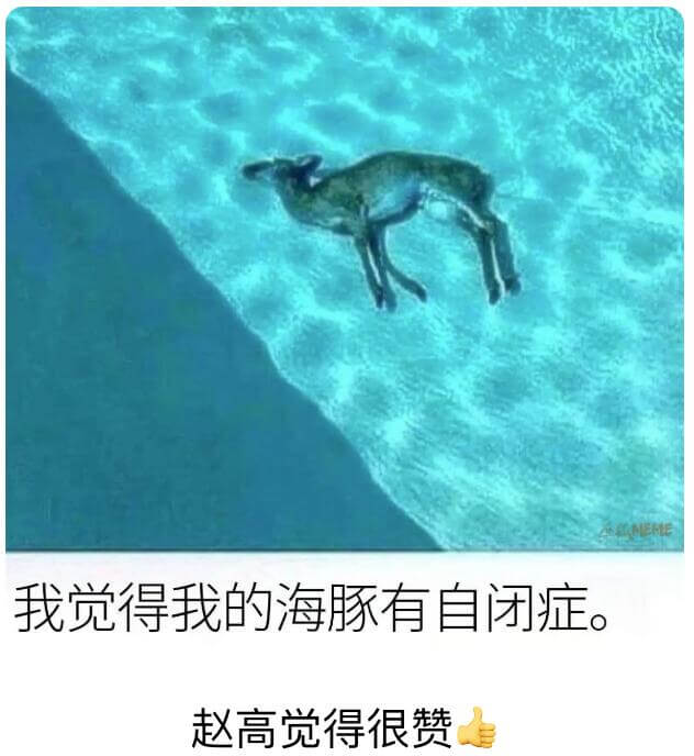 我觉得我的海豚有自闭症。赵高觉得很赞。