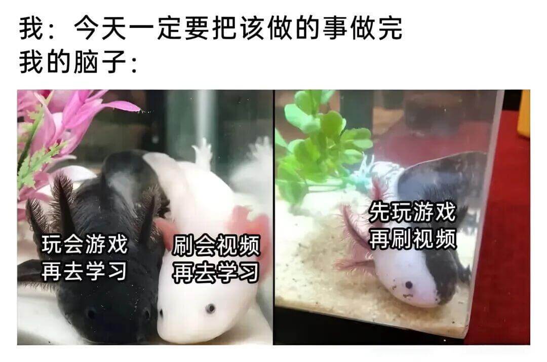 我：今天一定要把该做的事做完我的脑子：先玩游戏再刷视频玩会游