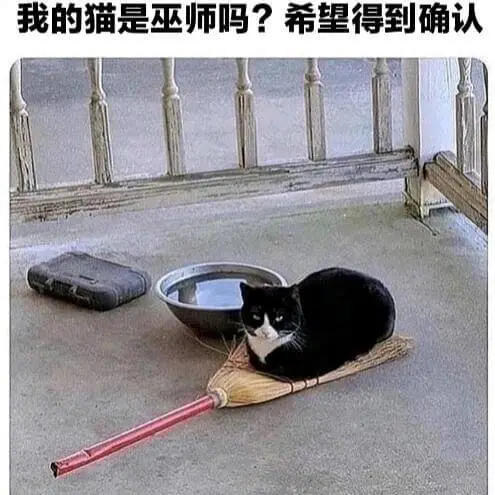 我的猫是巫师吗？希望得到确认