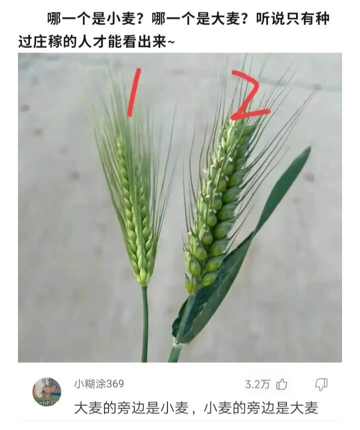 哪一个是小麦?哪一个是大麦?听说只有种过庄稼的人才能看出来~