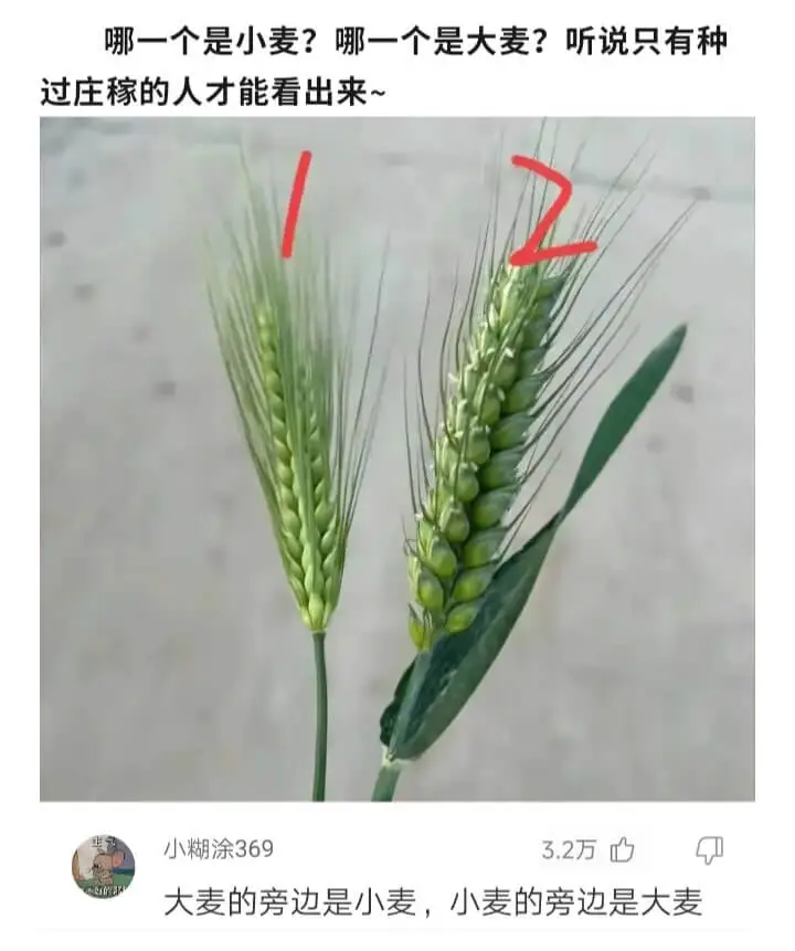 哪一个是小麦?哪一个是大麦?听说只有种过庄稼的人才能看出来~