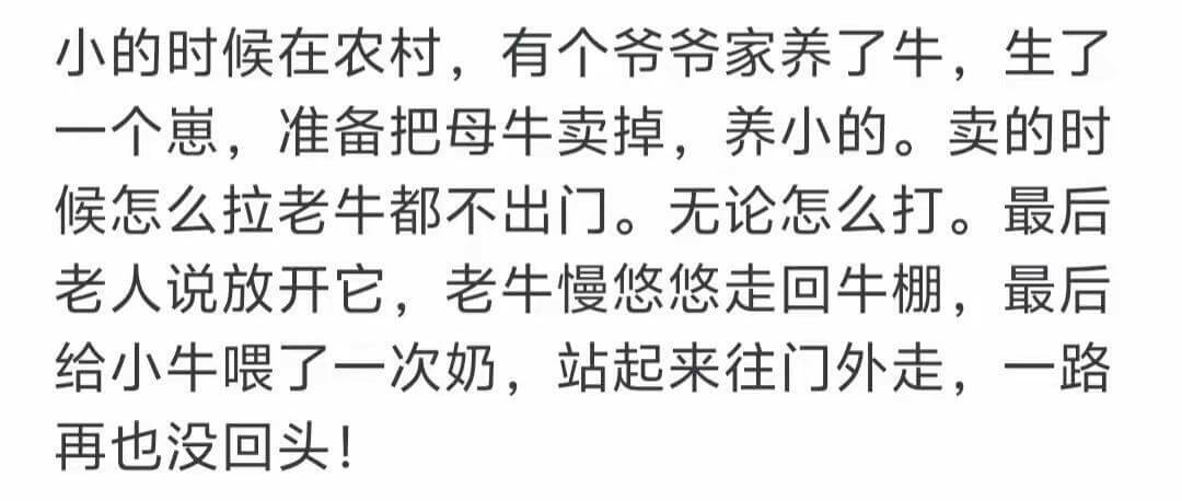小的时候在农村,有个爷爷家养了牛,生了一个崽,准备把母牛卖掉