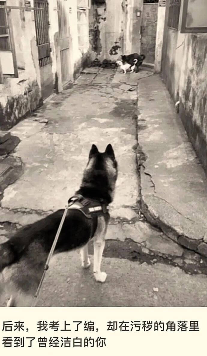 后来，我考上了编，却在污秽的角落里看到了曾经洁白的你