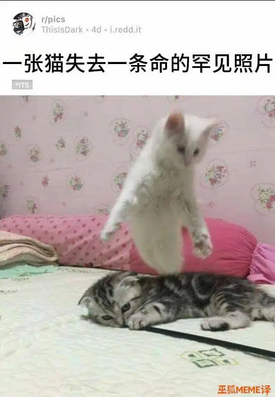 r/picsThisisDark4di.reddlit一张猫