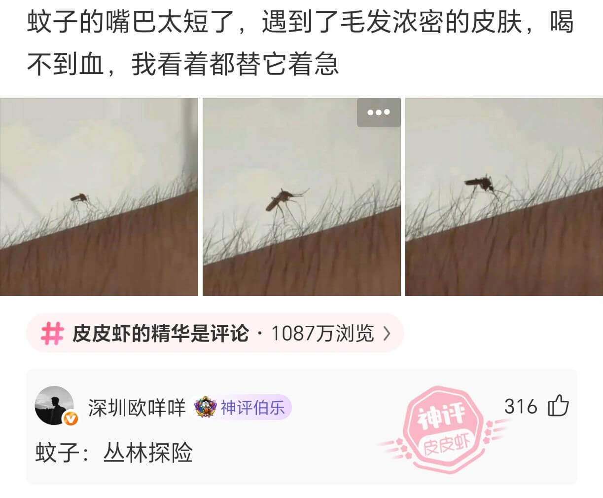 蚊子的嘴巴太短了，遇到了毛发浓密的皮肤，喝不到血，我看着都替