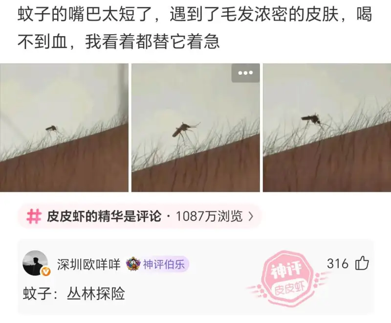 蚊子的嘴巴太短了，遇到了毛发浓密的皮肤，喝不到血，我看着都替