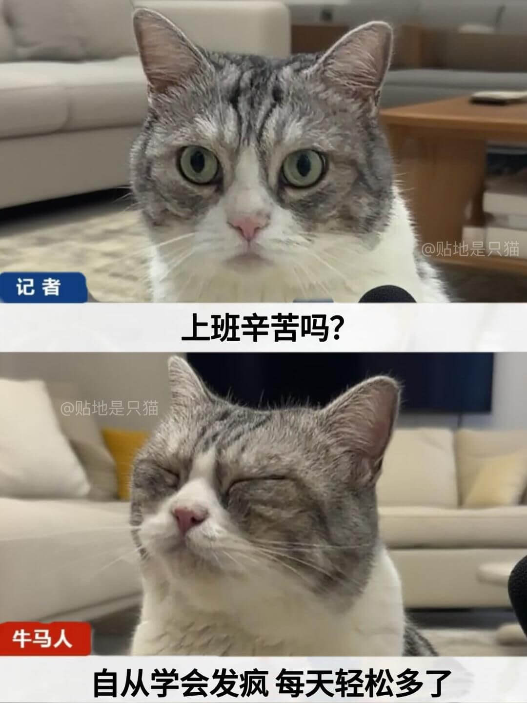 @贴地是只猫记者上班辛苦吗？@贴地是只猫牛马人自从学会发疯，