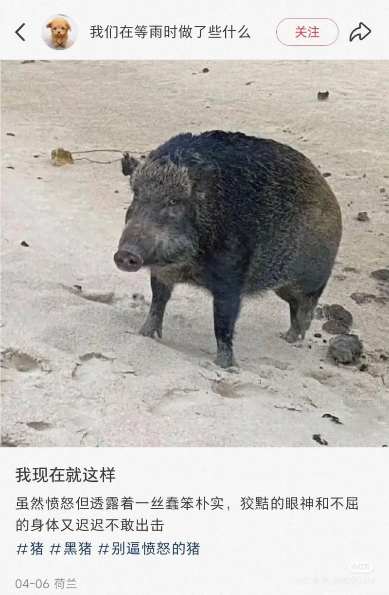 我们在等雨时做了些什么关注我现在就这样虽然惯怒但透露着一丝蠢
