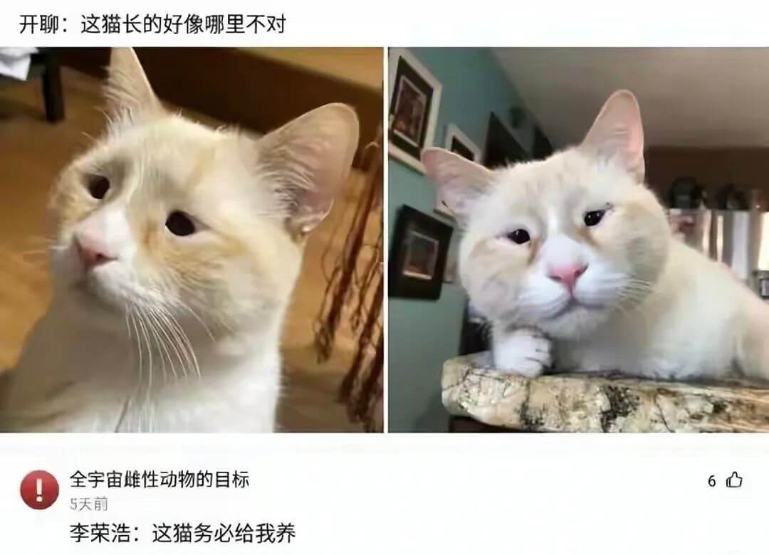 开聊：这猫长得好像哪里不对全宇宙雄性动物的目标605天前李荣