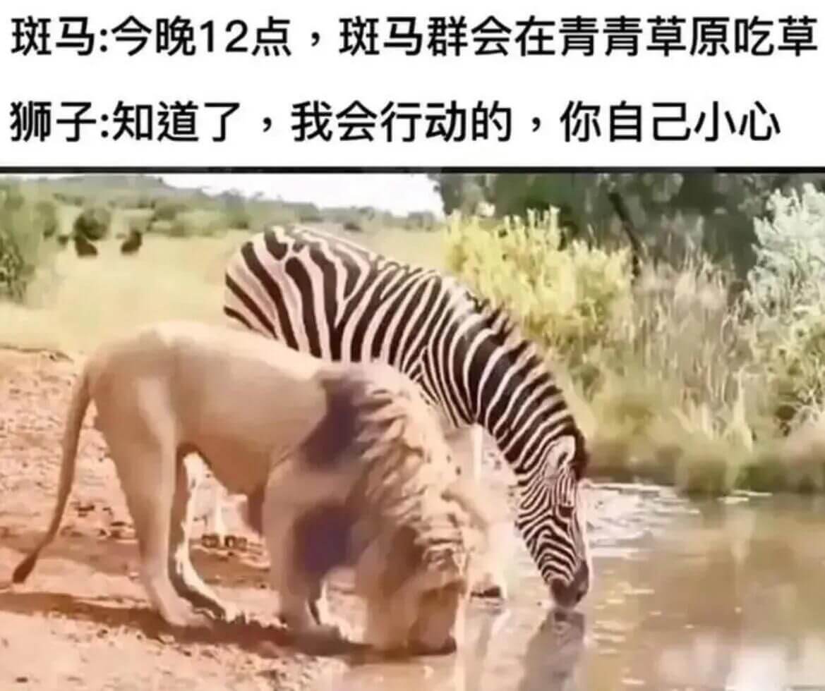 斑马：今晚12点，斑马群会在青青草原吃草。狮子：知道了，我会