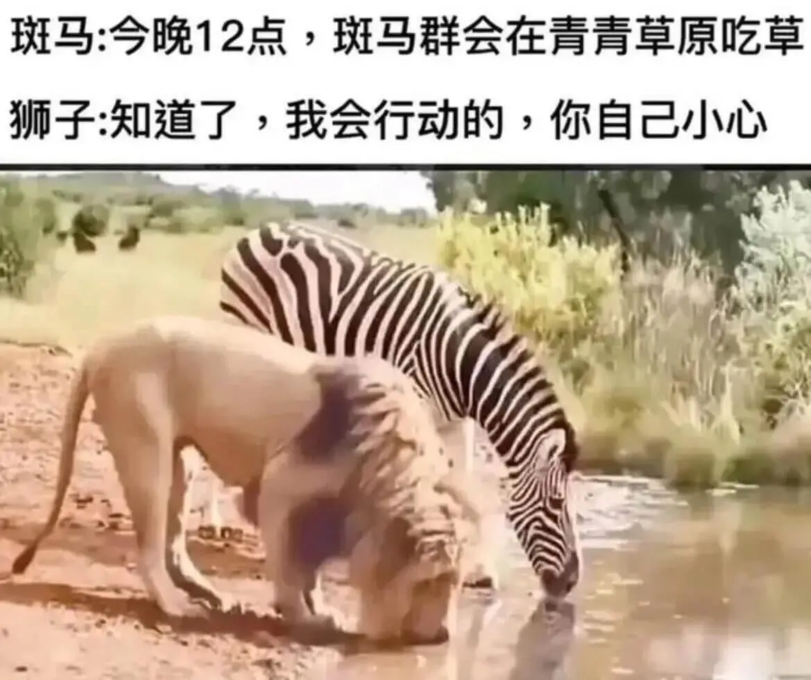 斑马：今晚12点，斑马群会在青青草原吃草。狮子：知道了，我会