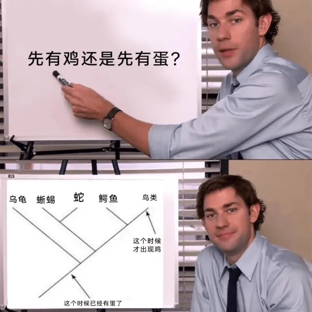 先有鸡还是先有蛋？乌龟、蜥蜴、蛇、鳄鱼、鸟类，这个时候才出现