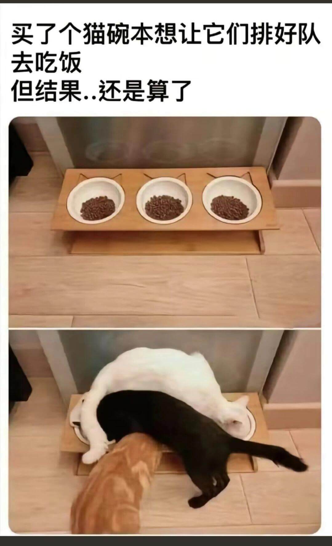 买了个猫碗，本想让它们排好队去吃饭，但结果……还是算了。