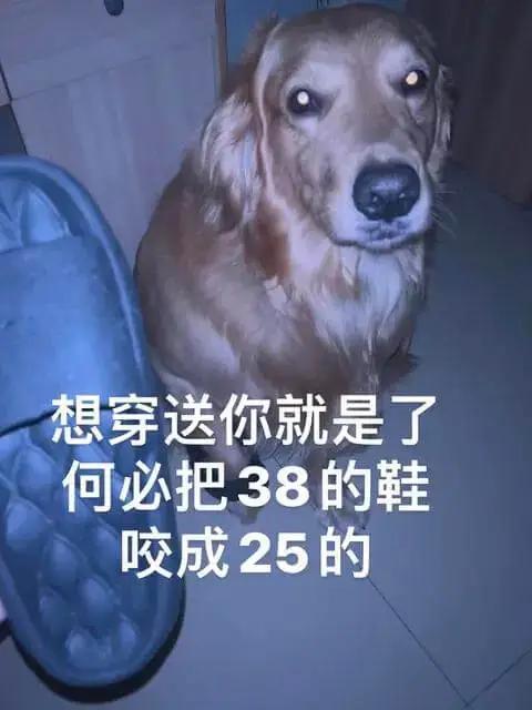 想穿送你就是了何必把38的鞋咬成25的