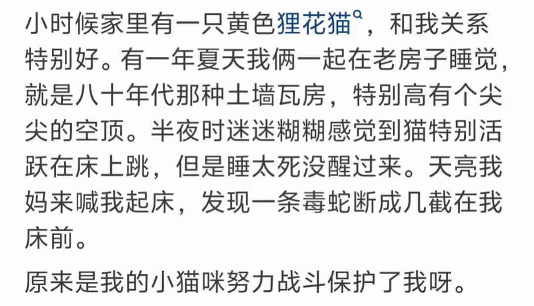 小时候家里有一只黄色狸花猫,和我关系特别好。有一年夏天,我俩