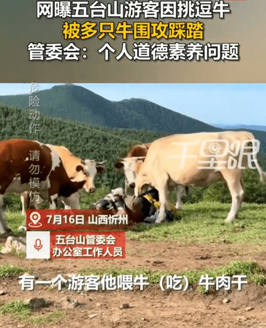 网曦五台山游客因挑逗牛被多只牛围攻踩踏管委会：个人道德素养问