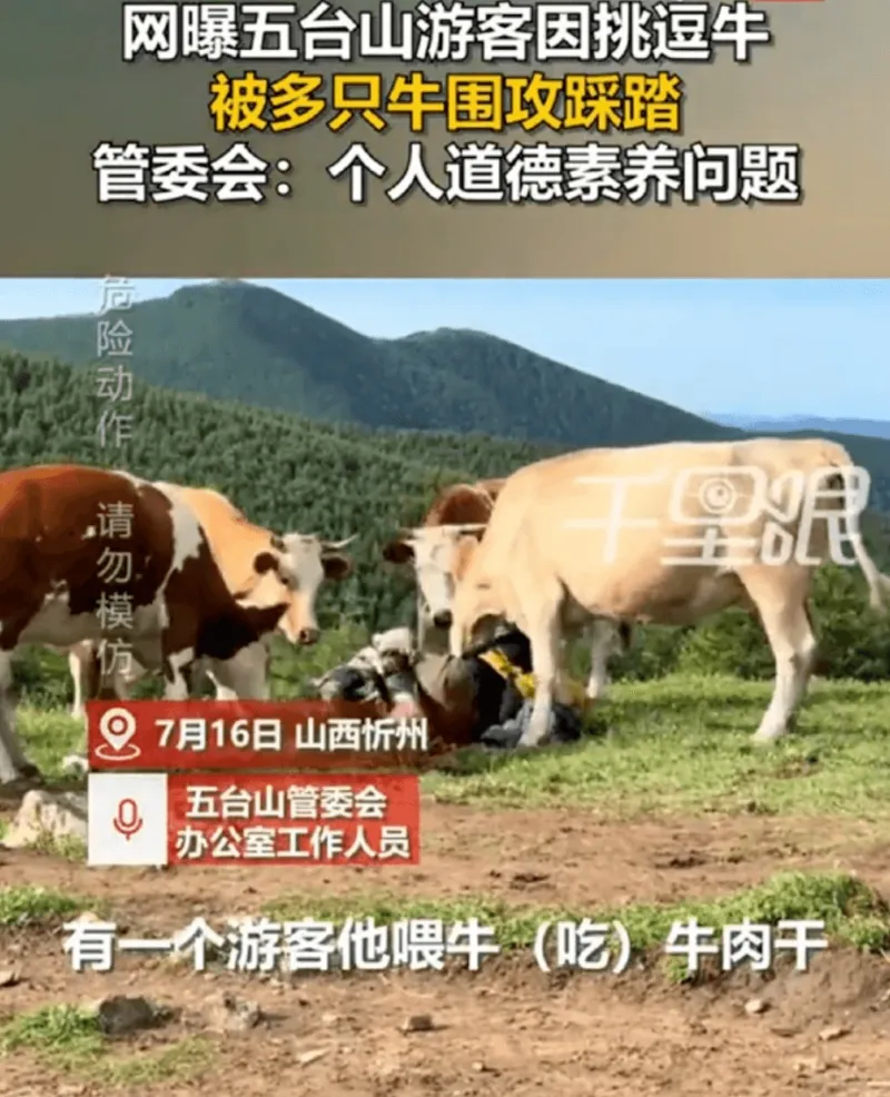 网曦五台山游客因挑逗牛被多只牛围攻踩踏管委会：个人道德素养问
