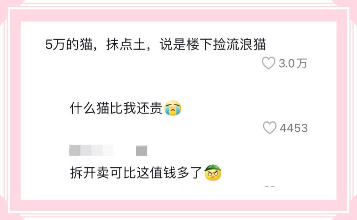 5万的猫,抹点土,说是楼下捡流浪猫3.0万什么猫比我还贵44