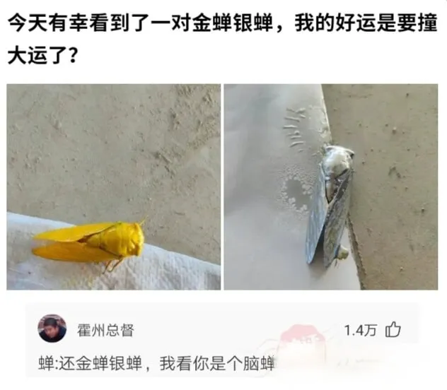 今天有幸看到了一对金蝉银蝉，我的好运是要撞大运了?霍州总督1