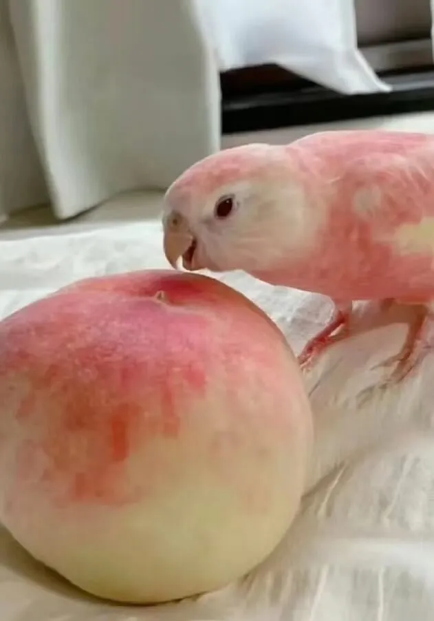 鹦果关系