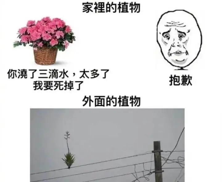 家裡的植物你澆了三滴水，太多了，我要死掉了。抱歉。外面的植物