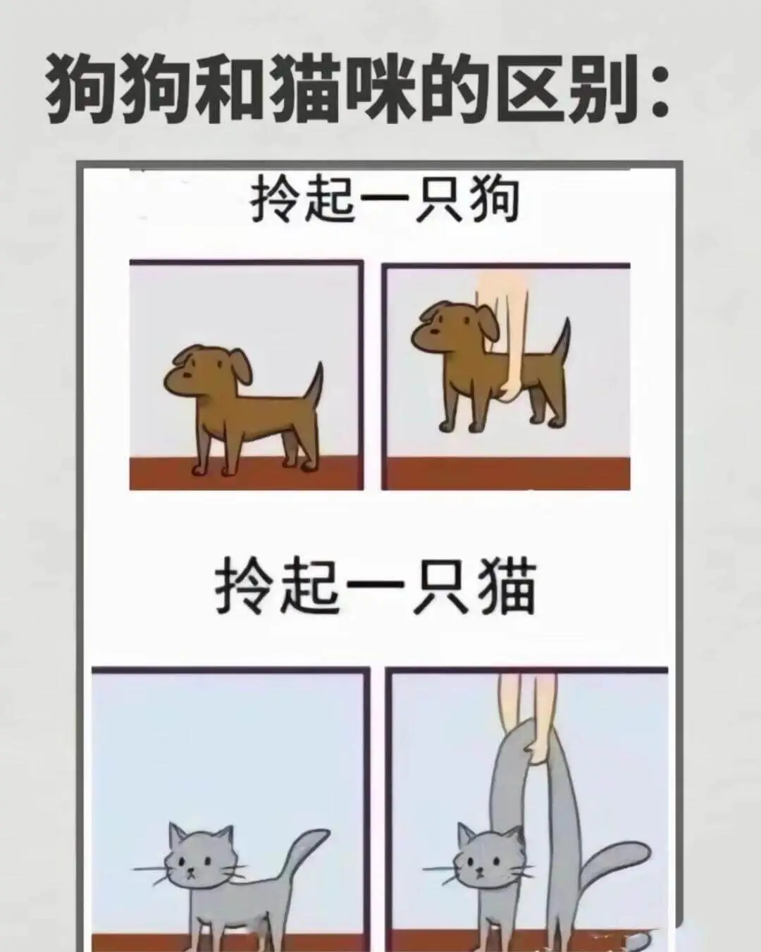 狗狗和猫咪的区别：拎起一只狗拎起一只猫