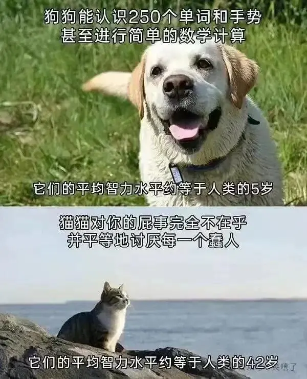 狗狗能认识250个单词和手势，甚至进行简单的数学计算。它们的