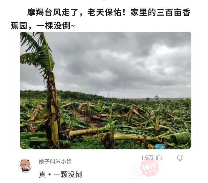 摩羯台风走了，老天保佑!家里的三百亩香蕉园，一棵没倒~子叫米