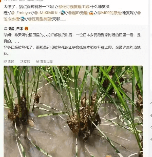 太惨了，搞点香辣料救一下啊@低可视度理工狼：什么地狱绘卷//