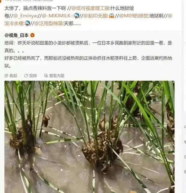太惨了,搞点香辣料救一下啊@低可视度理工狼:什么地狱绘卷//