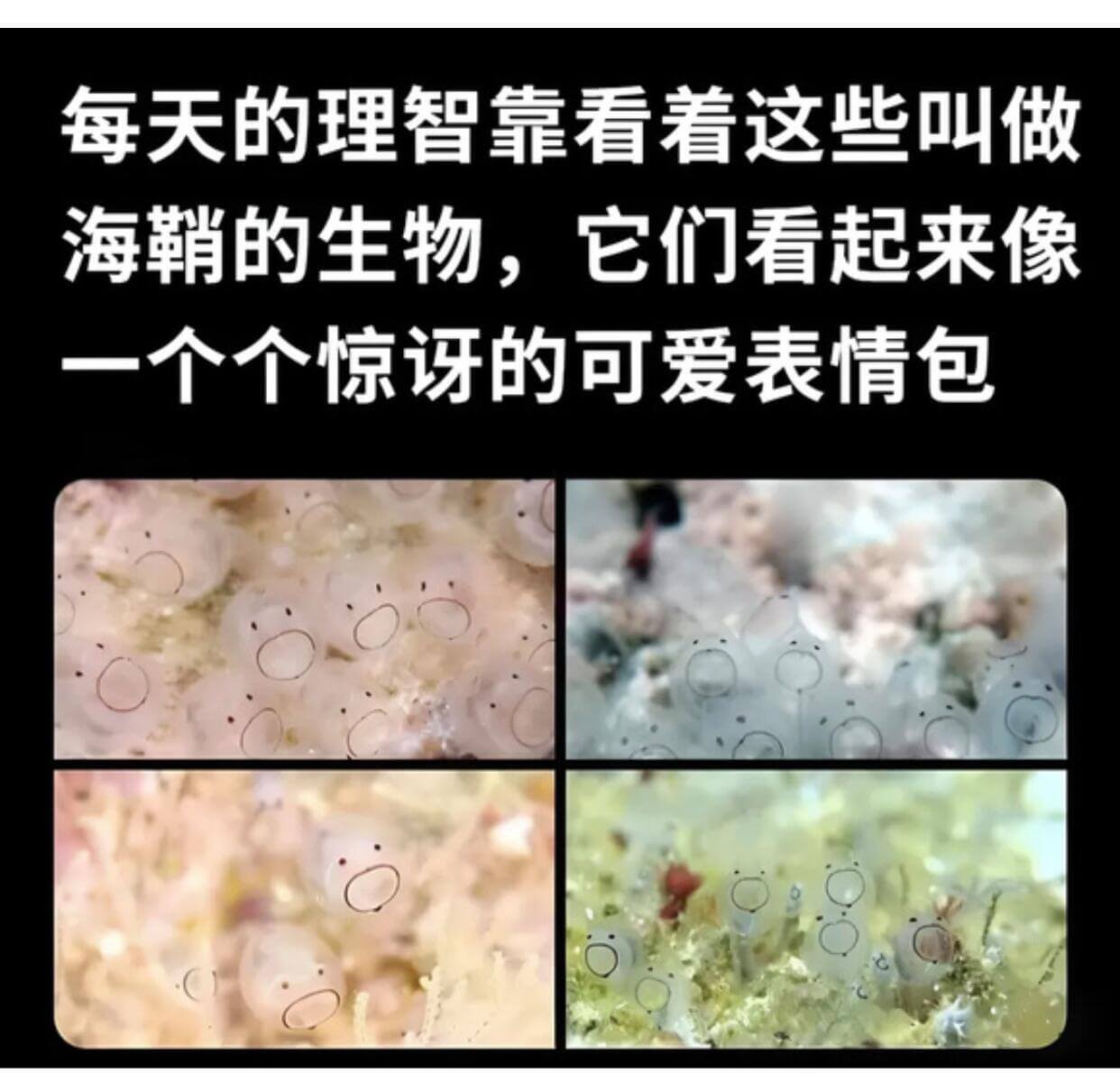 每天的理智靠看着这些叫做海鞘的生物，它们看起来像一个个惊呆的