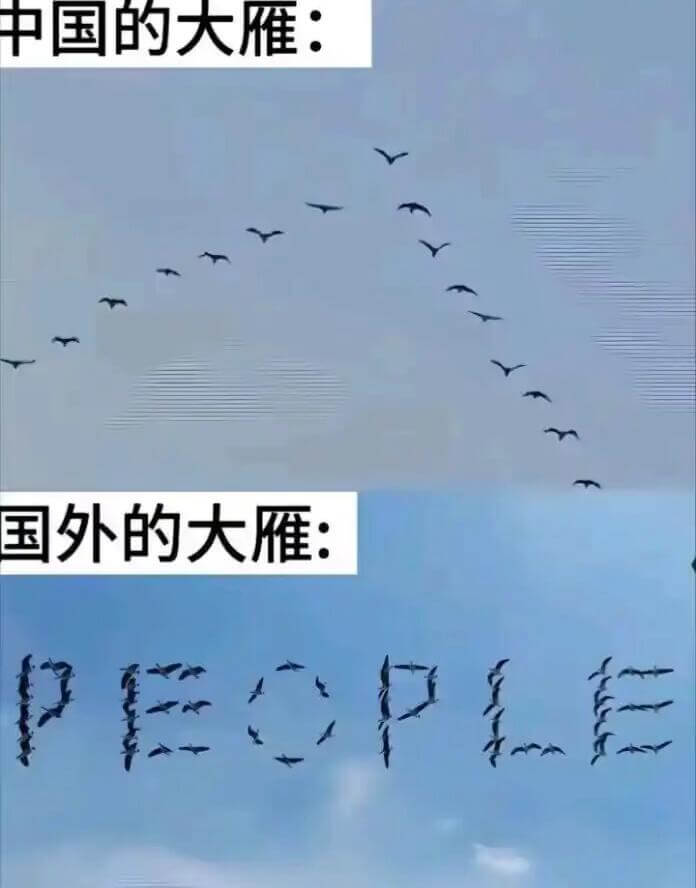 中国的大雁：国外的大雁：