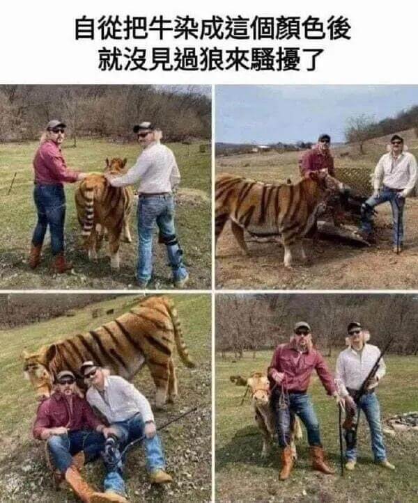 自從把牛染成這個顏色後就沒見過狼來騷擾了